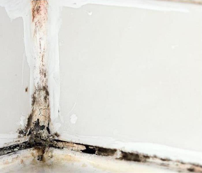 Mold in the corner of a bathroom
